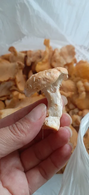 Лисички