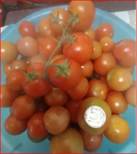 Помидоры сливка
