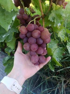 Виноград