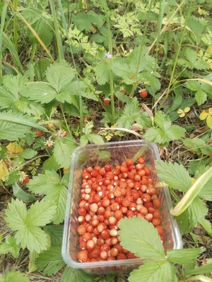 Лесная земляника
