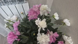 Пионы
