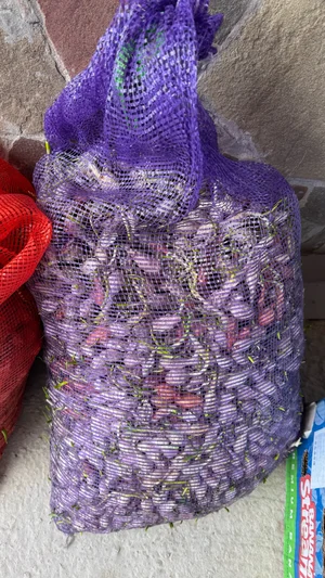 Лук на посев