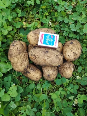 Домашний крупный картофель