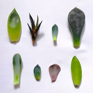 Набор листочков суккулентов для самостоятельного проращивания