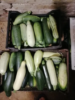 Кабачки