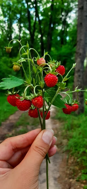 Земляника лесная