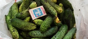 Огурцы
