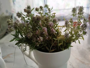 Бройлеры
