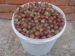 Картофель Коломбо