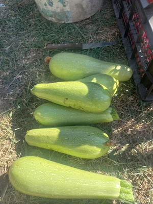 Картофель