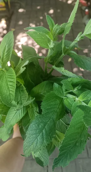 Яйца куриные