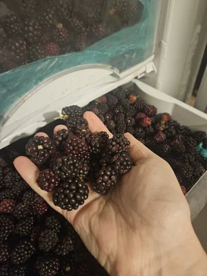 Ежевика свежезамороженная
