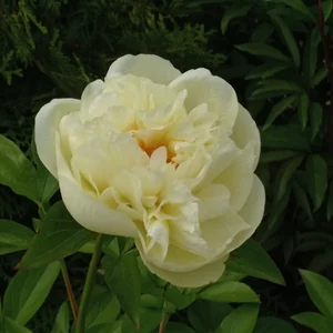 Пионы Cora Louise (Ито-гибрид)