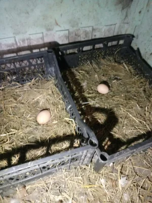 Куриное яйцо