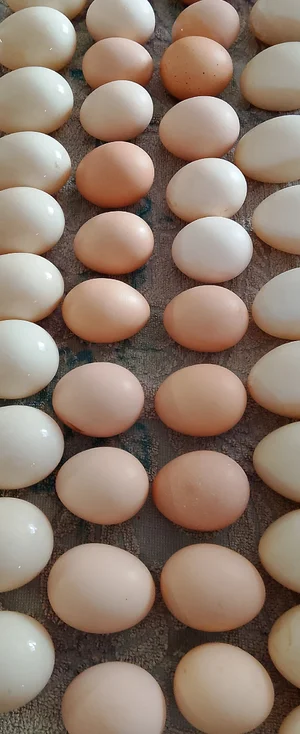 Яйца куриные