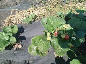 Усы клубники (воздушка)