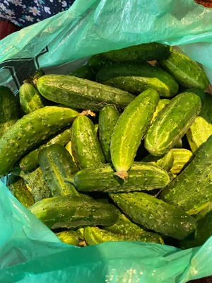Огурцы