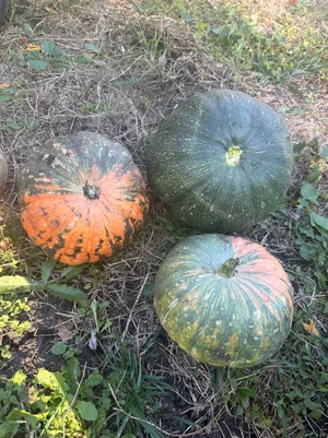 Тыква гитара