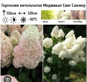 Гортензия