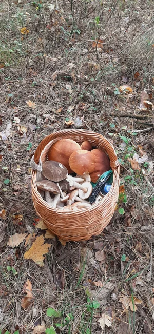 Грибы (подосиновики/подберезовики, смесь)