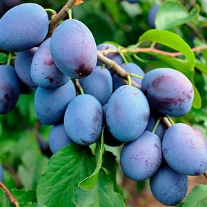 Саженцы черешни