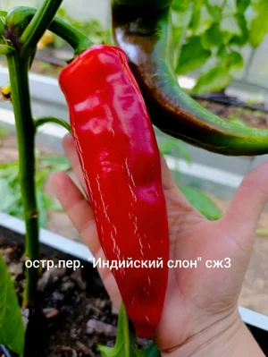 Хабанеро