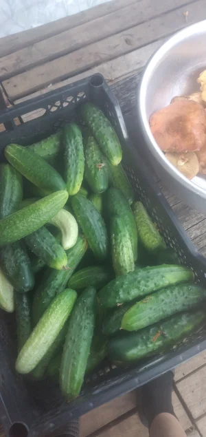 Огурчики