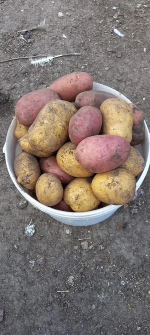 Картофель
