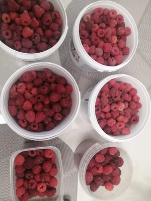 Огурцы