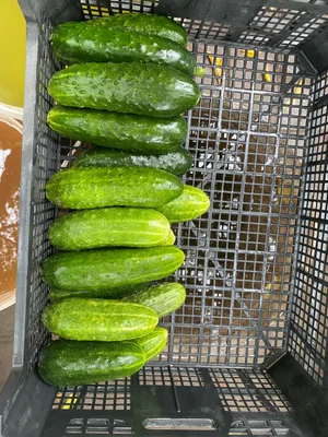 Огурцы