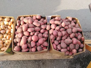 Картофель продовольственный
