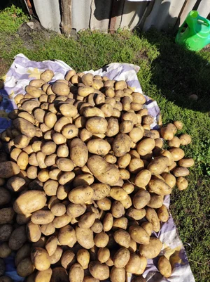 Картофель