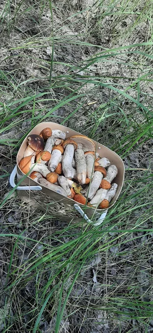 Подосиновик свежий