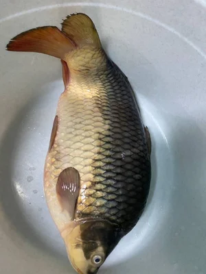 Карп чешуйчатый