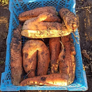Яйцо домашних кур
