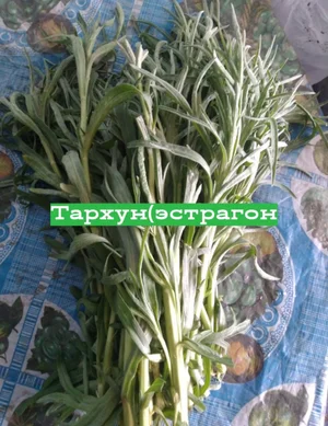 Лук