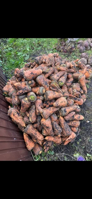 Картофель