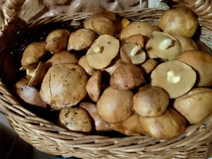 Маслята маринованные