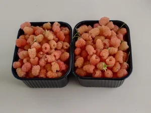 Малина жёлтая