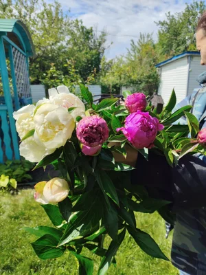Сортовые пионы