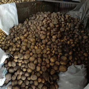Картофель