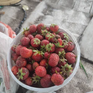 Клубнику