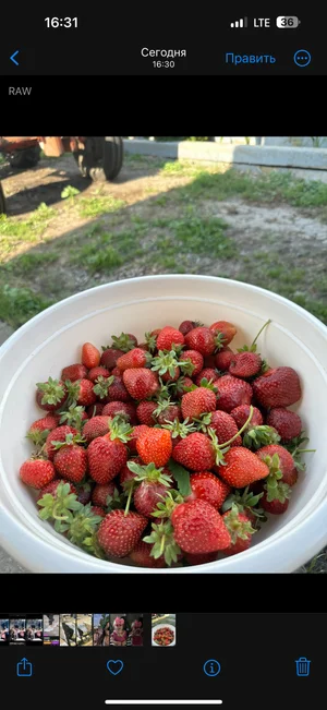 Картофель
