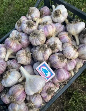 Чеснок