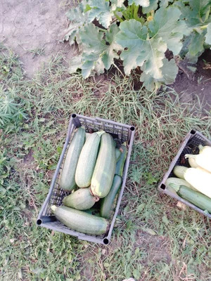 Кабачки