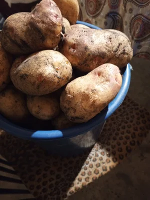 Картофель