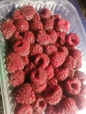 Малина замороженная, лоток (495-530гр)