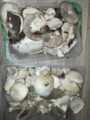 Луговые шампиньоны