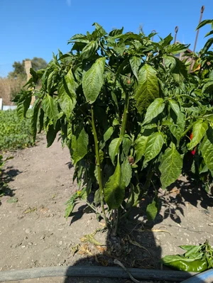 Перец Bhutlah Chocolate