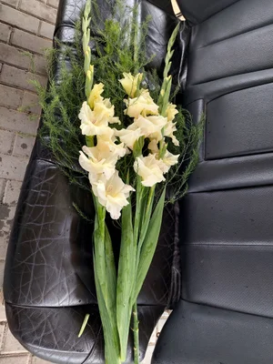 Гладиолусы